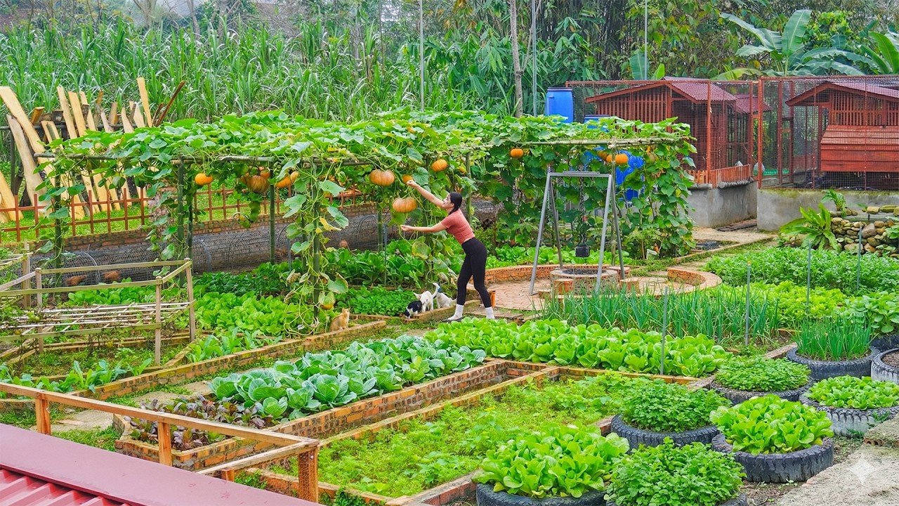 Pumpkin Growing Technique Using Bamboo Trellises, Harvest and Replant Various Types of Vegetables