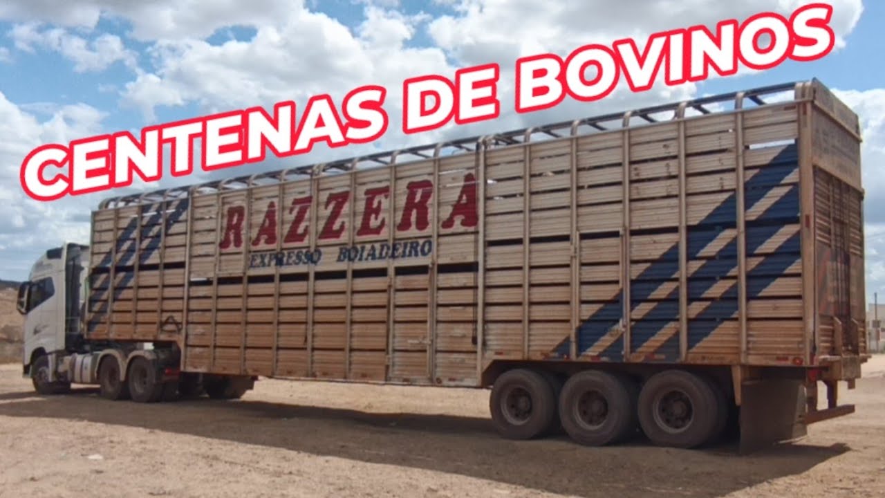 Caminhões boiadeiros saindo de Tabira carregado de gado