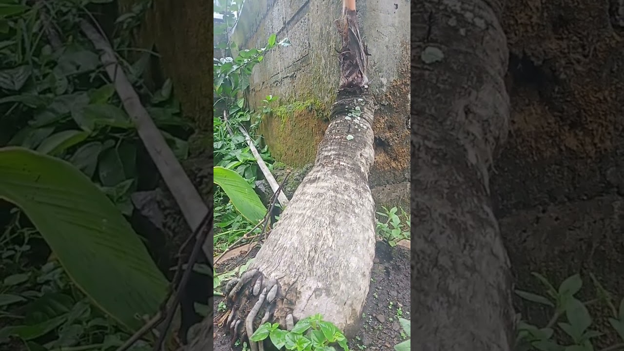 Bonggol kelapa jumbo