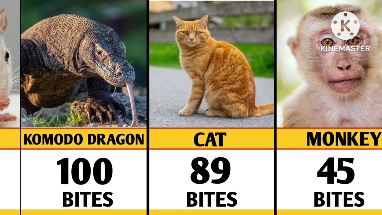 How Many BITES To Kill You ll Data Center