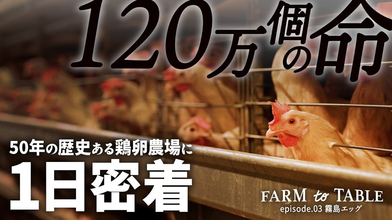 【密着】ひよこからニワトリ、そして卵へ。1日120万個の卵を生み出す大規模農場の1日とは？