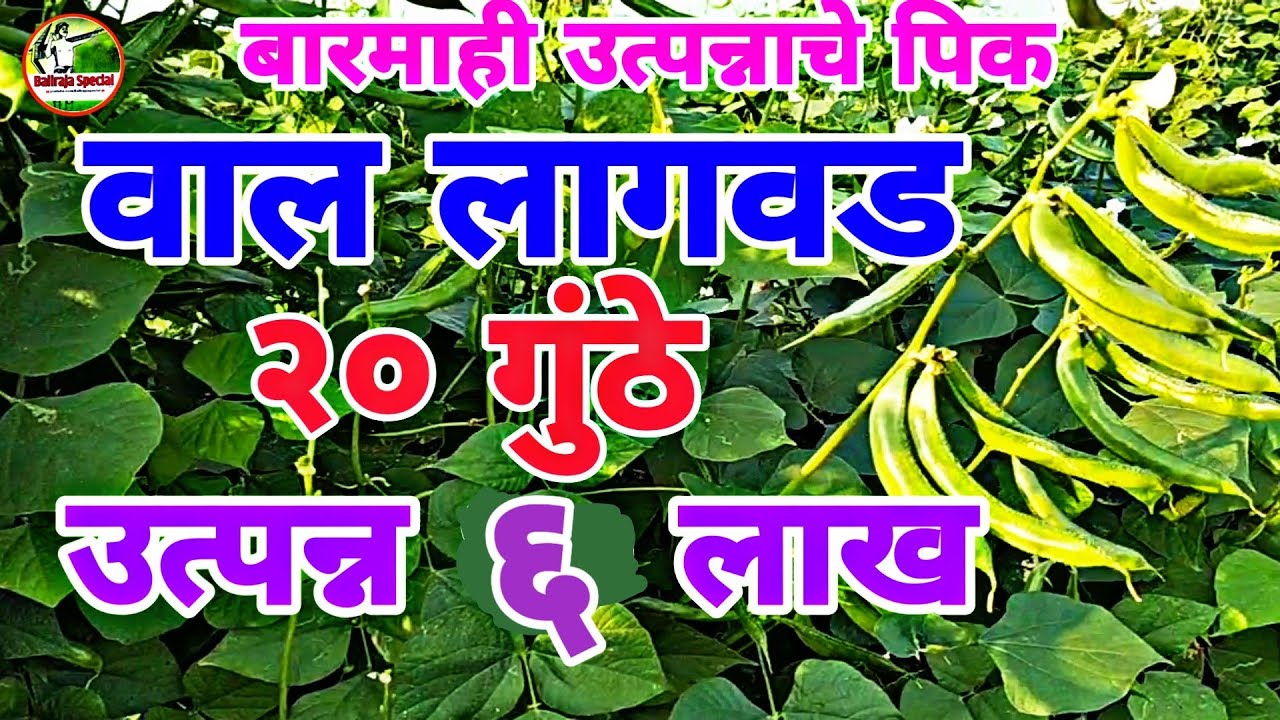 √बारमाही पीक #वाल लागवड वीस गुंठे उत्पन्न सहा लाख