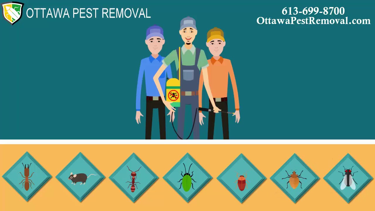 Which Is The Best Pest Control-Removal Company  In Ottawa, ON ?