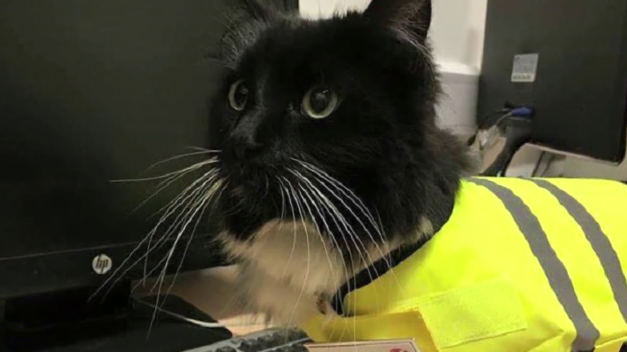 This Little Cat Found Shelter In A Train Station. 5 Years Later? She Got The Purr-fect Promotion.