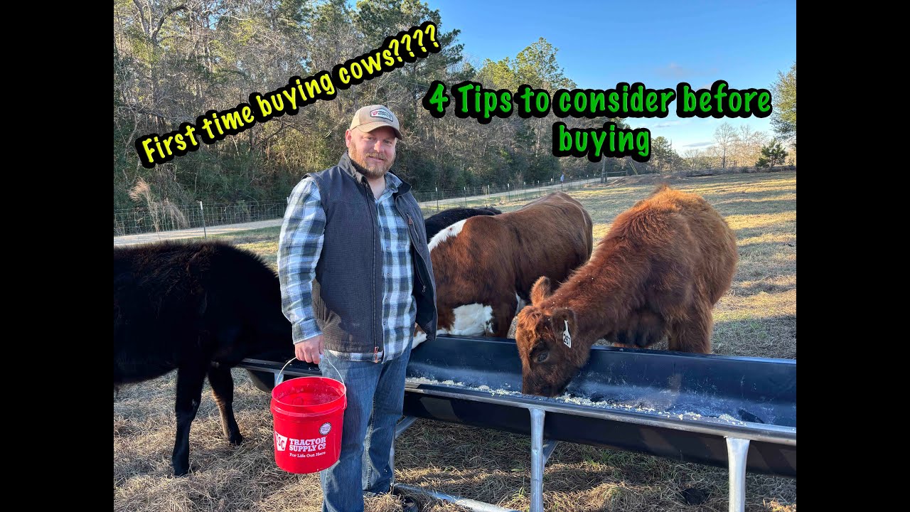 4 Things to Consider Before buying Cows (First Time Buyers)