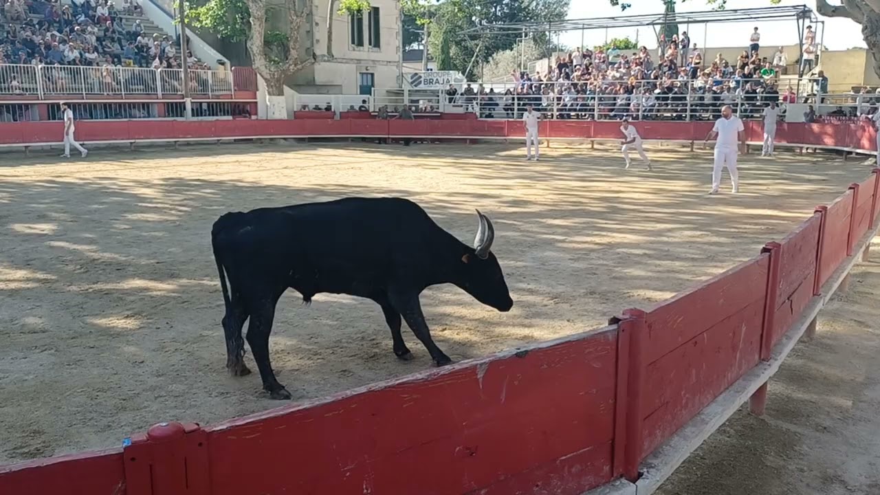 Course camarguaise Marguerittes : Taureau 🐂 Redon manade FABRE-MAILHAN :  je saute et je re-saute 😂