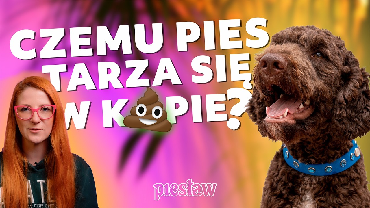 Czemu Tw&oacute;j pies się TARZA? + NIESPODZIANKA - Psia komunikacja cz. 3 🗣🐶 #psy #edukacja