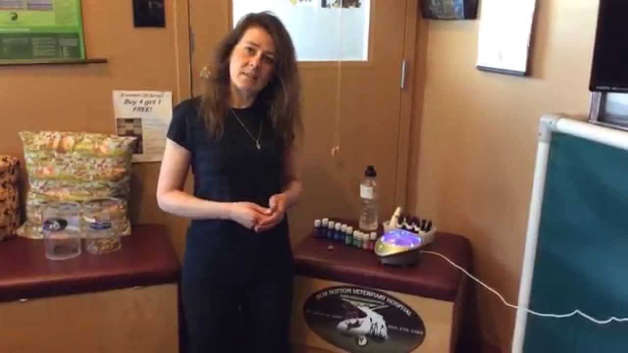 Calgary Veterinarian discusses Essential Oils diffuser for Pets