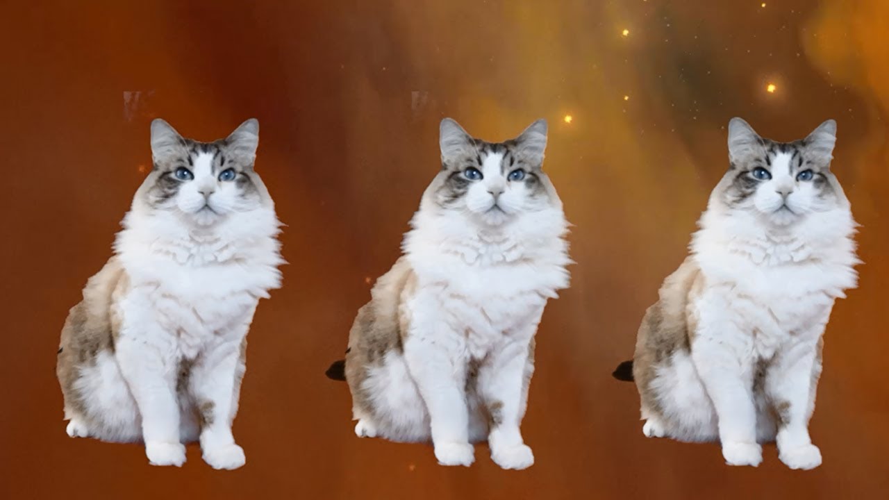 Cat Nip TRIP!