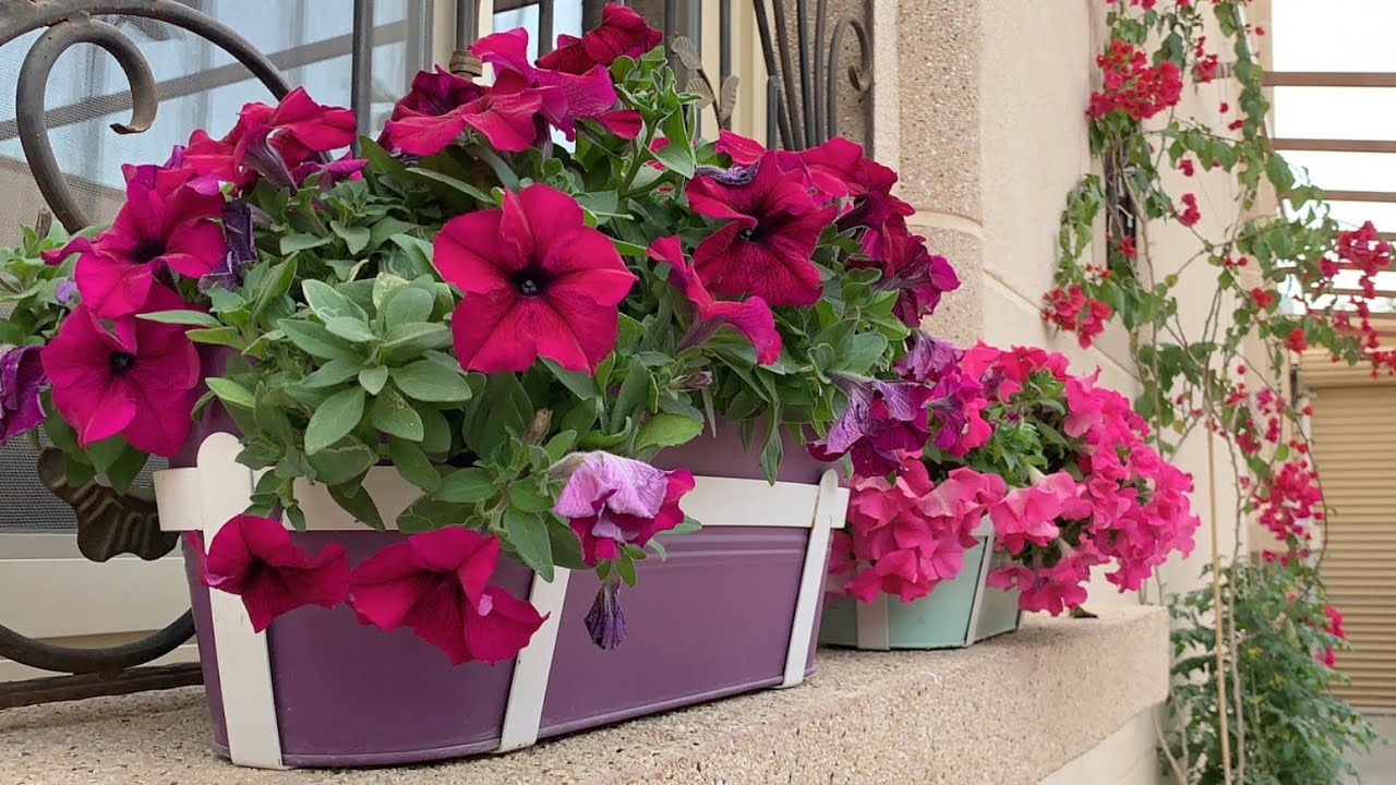 زهرة البتونيا