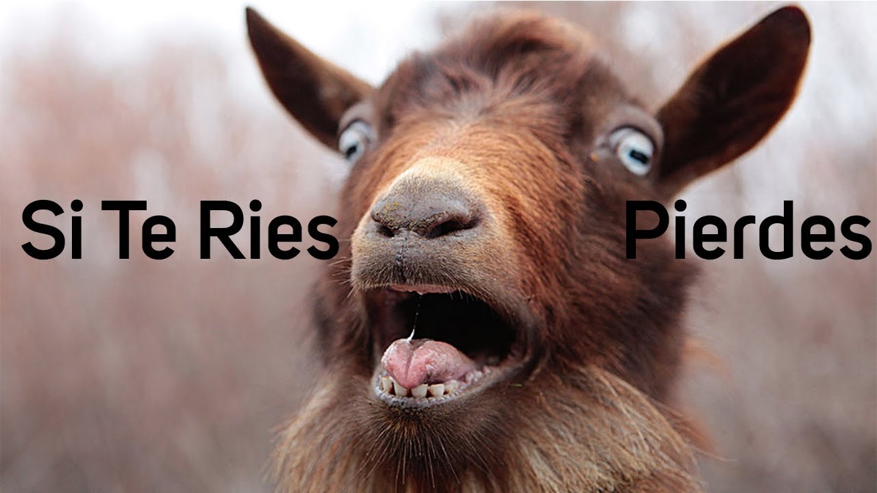 si te RIES PIERDES vivel DIOS 300% imposible