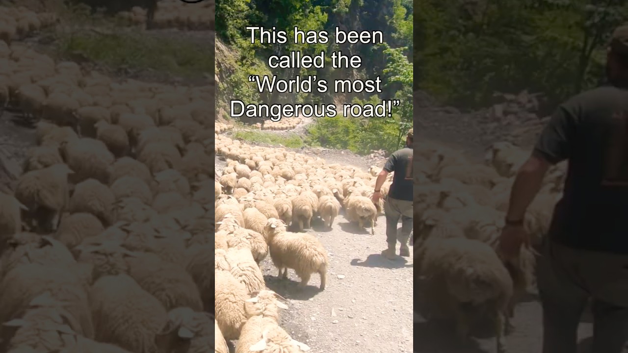 World’s Most Dangerous Road? 🇬🇪 Abano Pass, Georgia | Sheep Traffic Jam