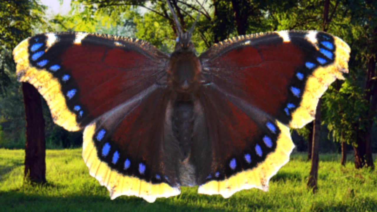Mourning Cloak / Camberwell Beauty Butterfly: Nymphalis antiopa - Drawer of the Week 19