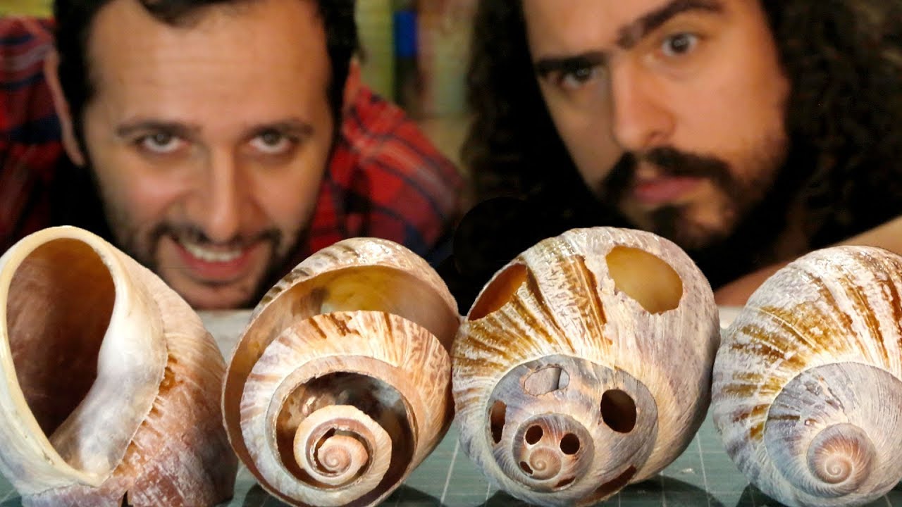 O que tem dentro de um caramujo ft. Pirula #OQueTemDentro 🔵Manual do Mundo