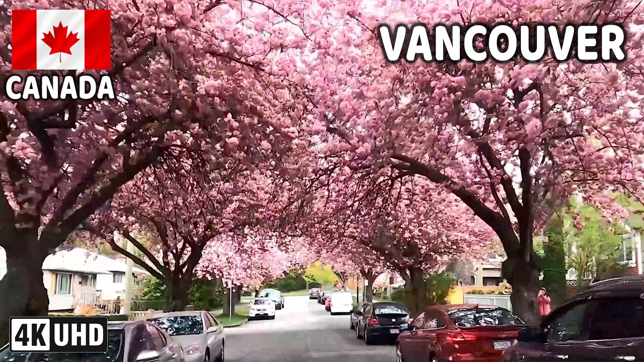 🇨🇦 【4K】🌸🌸🌸 Cherry Blossom in Downtown Vancouver & Burnaby. BC, Canada. Relaxing walk.