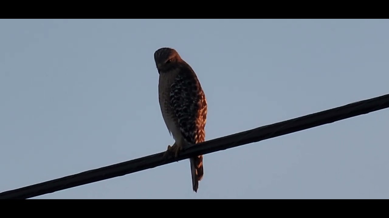 Red-shouldered Hawk with a sunset.
