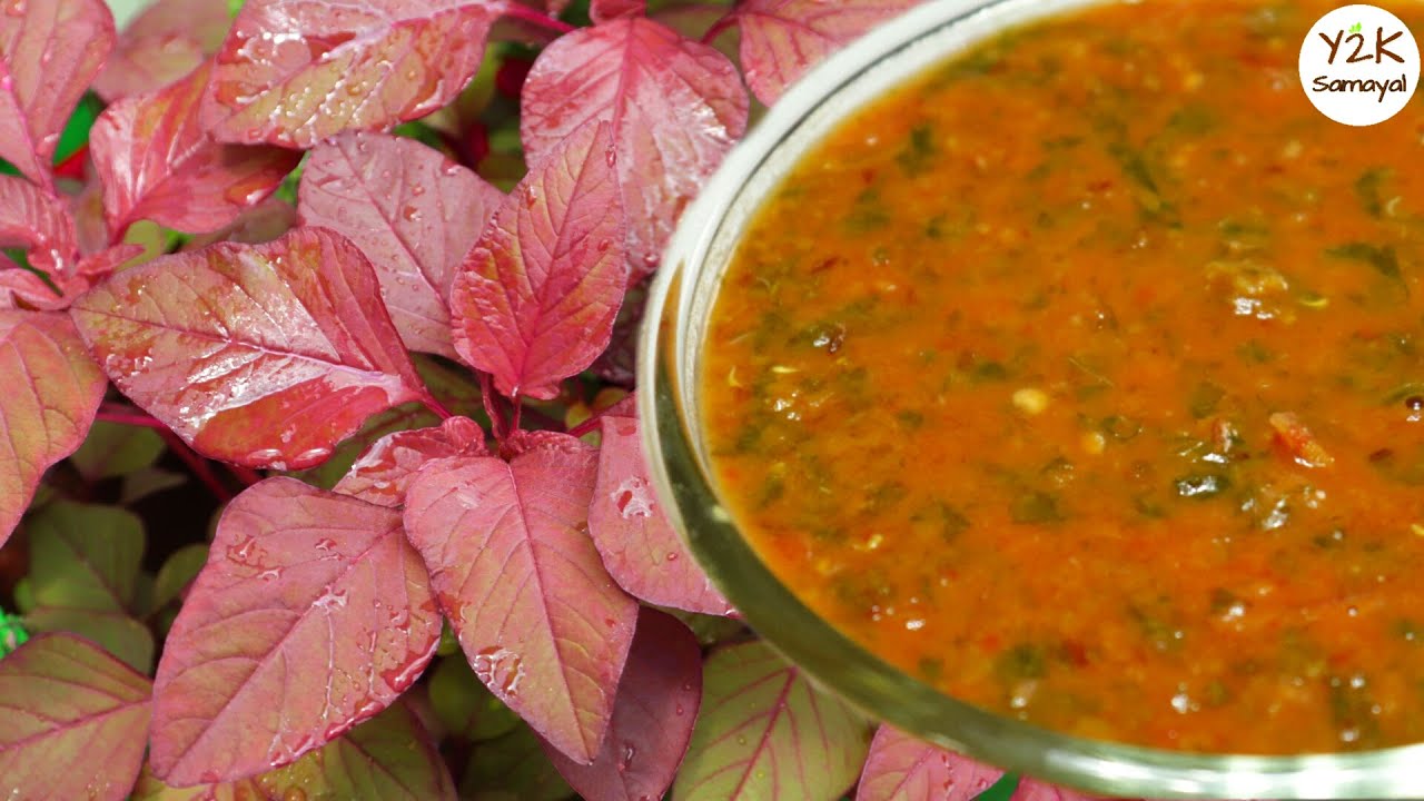 இயற்கை முறையில் செங்கீரை கடையல் | Red Spinach Kadaiyal in Tamil | Terrace Garden