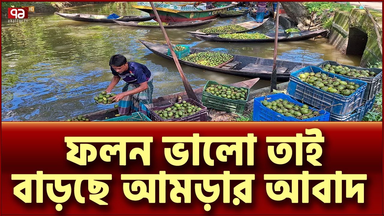 বরিশালে বাড়ছে আমড়ার আবাদ | News | Ekattor TV