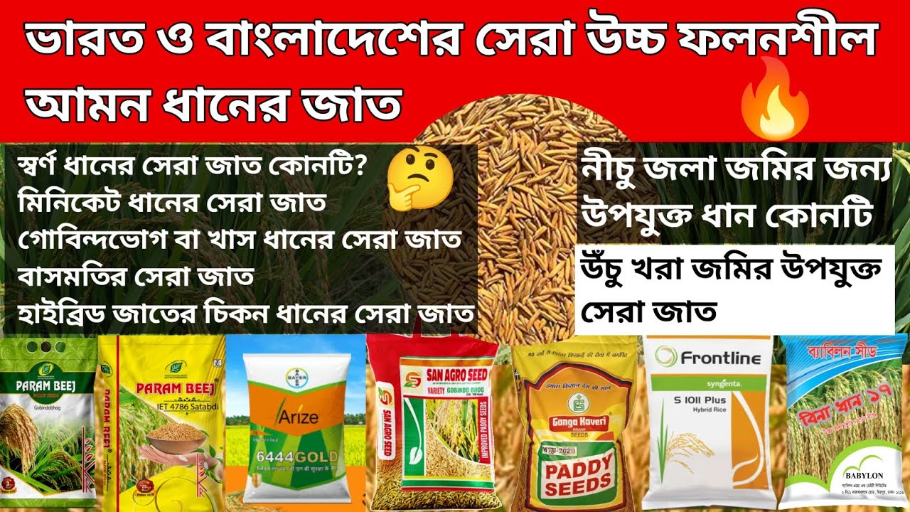 আমন ধানের সেরা উচ্চ ফলনশীল জাত ( স্বর্ণ ধান ,মিনিকেট ধান, বাসমতি, খাস বা গোবিন্দভোগ, চিকন হাইব্রিড)