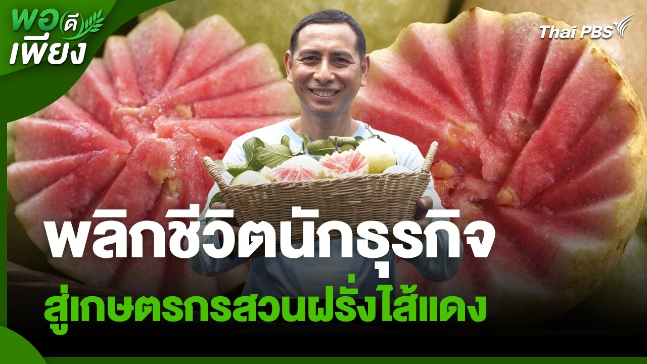 พลิกชีวิตนักธุรกิจ สู่เกษตรกรสวนฝรั่งไส้แดง สร้างอาชีพมั่นคง รายได้ยั่งยืน | พอดีพอเพียง