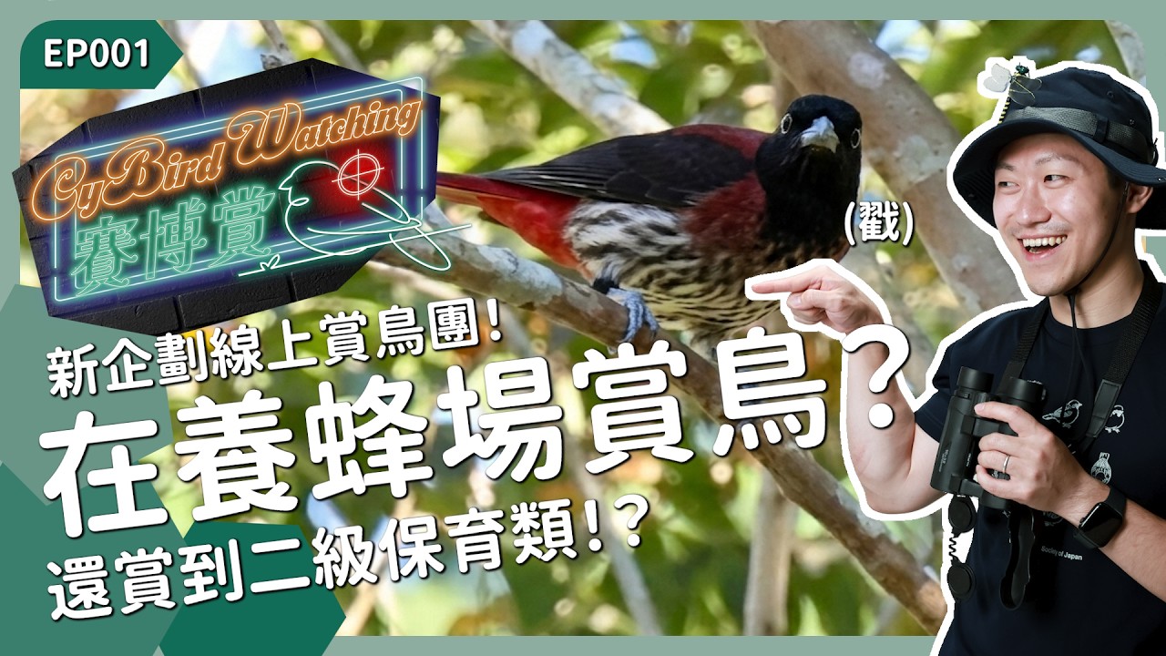 養蜂場賞到保育類鳥鳥！？新企劃帶大家線上賞鳥！《賽博賞鳥 EP001》