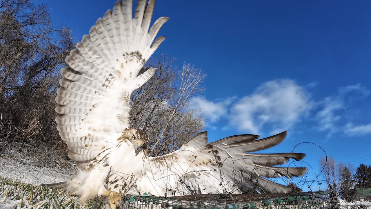 This Hawk was MASSIVE! (Biggest I've Ever Trapped) (F&T Highlight)
