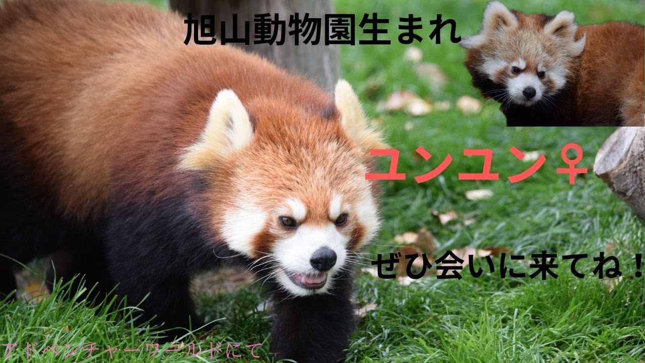 ユンユンの事をたくさん知ってくださいね