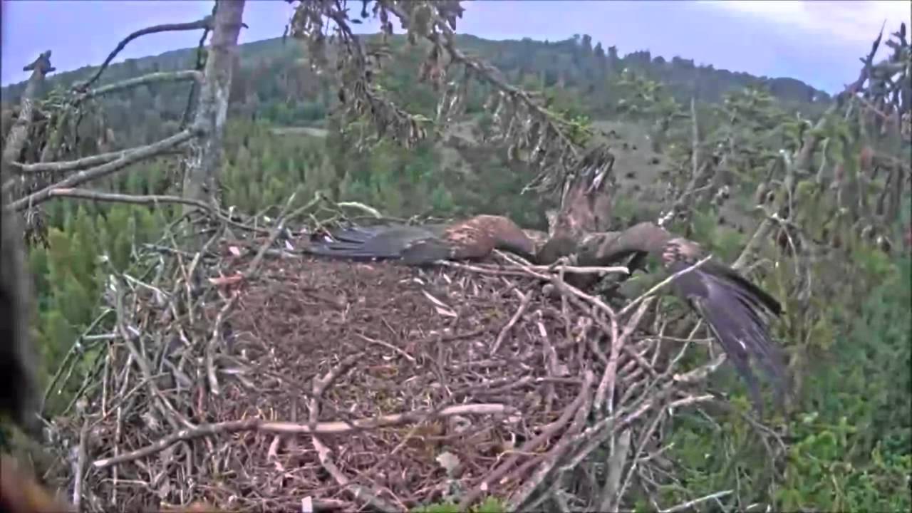 Eagle fail to land , cute fail.