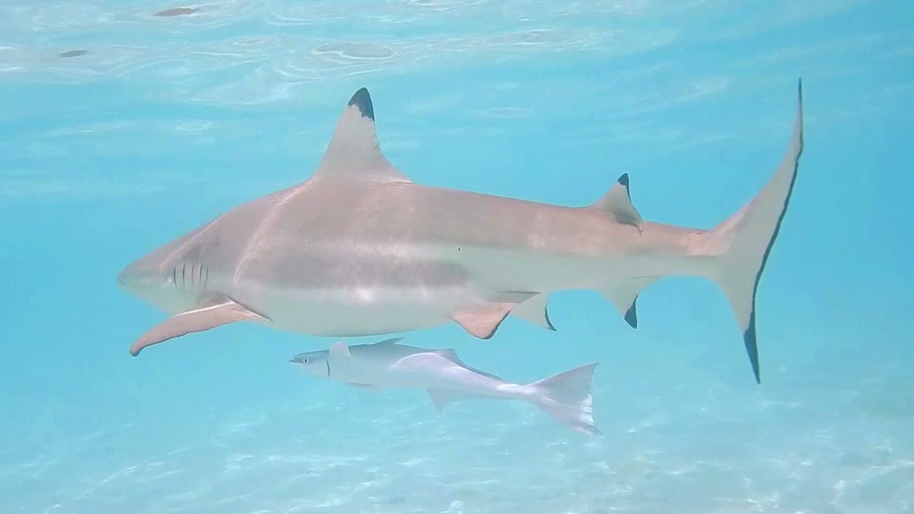 Une journée avec les requins de Bora Bora