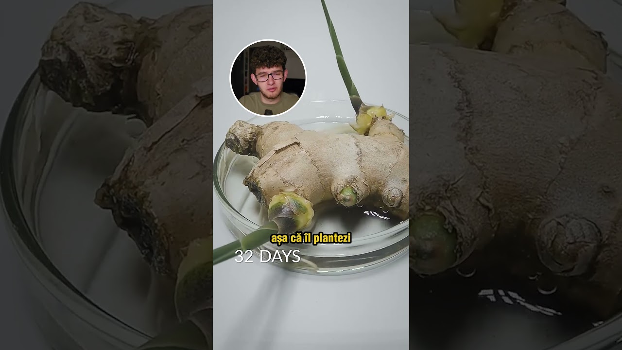 Cum cresti o PLANTA de GHIMBIR? (Alex Hada Reacts) #shorts