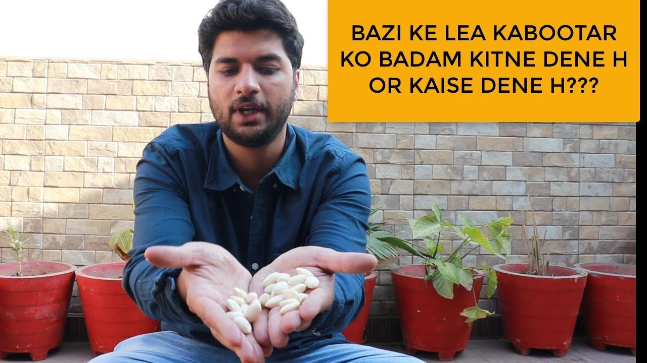 BAZI KE LEA KABOOTAR KO BADAM KAISE DE OR KITNE DE ??