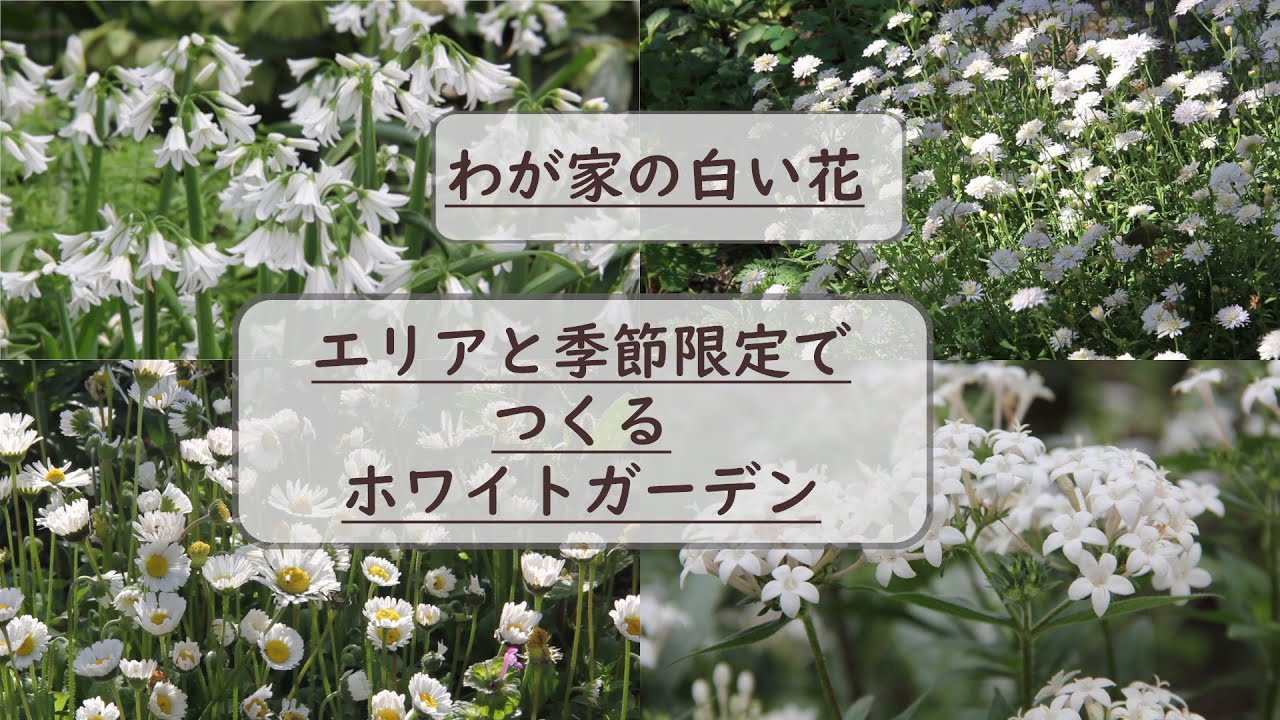 【わが家の白い花】【エリアと期間限定でつくるホワイトガーデン】