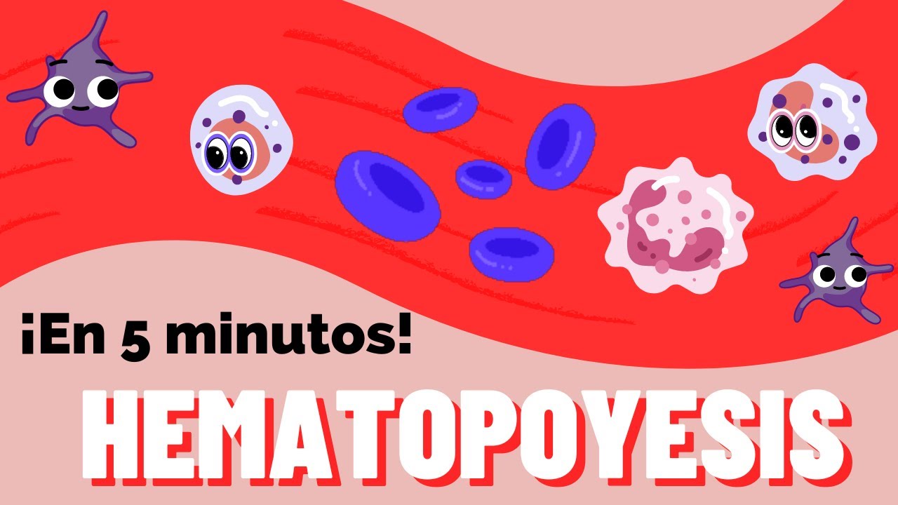 Hematopoyesis &iexcl;En 5 minutos!
