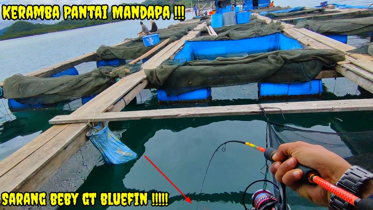 Dibawah Keramba Ini Sarang Ikan Beby GT Bluefin !! Mancing Dikeramba Pantai Dewi Mandapa Lampung