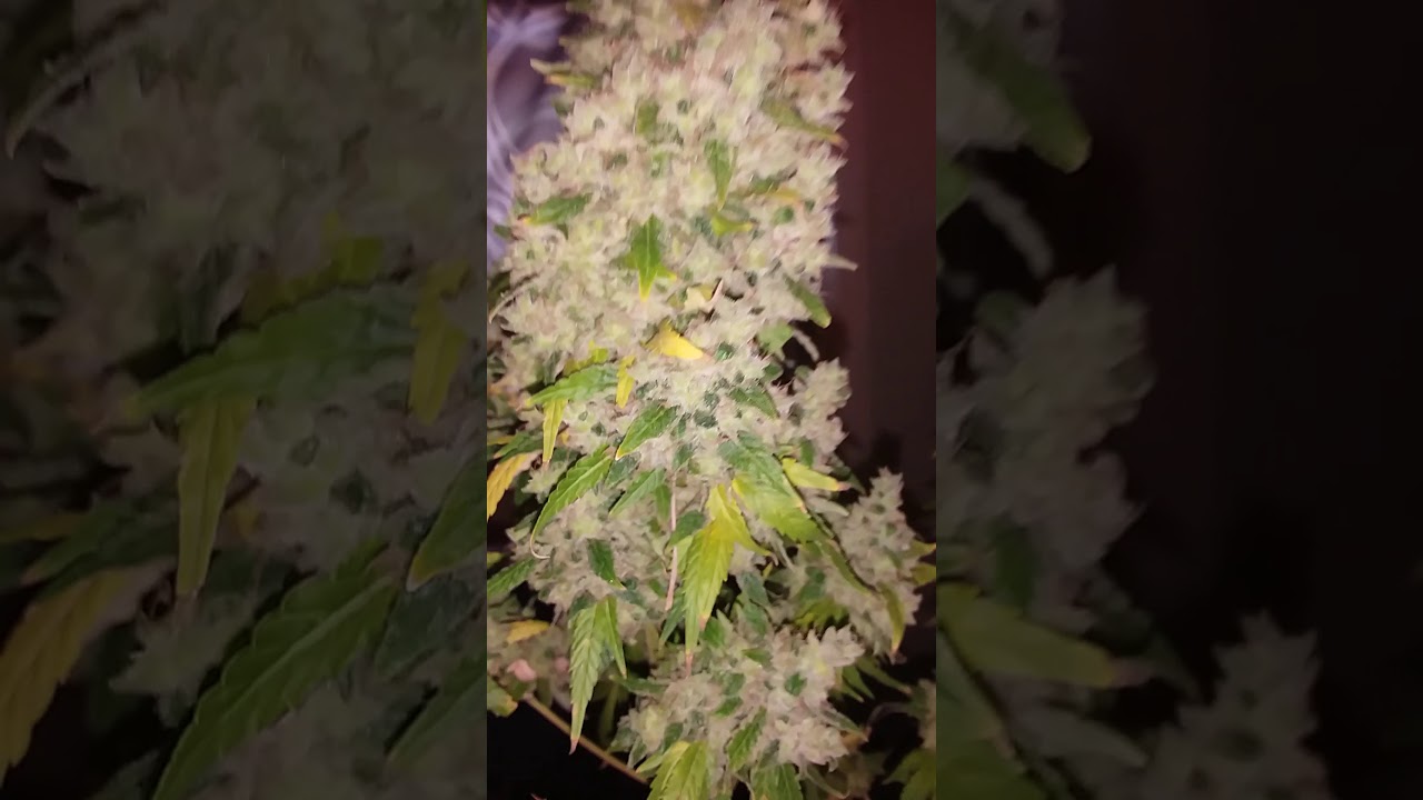 Gorilla Glue by IGLM huge colas on this beauty!