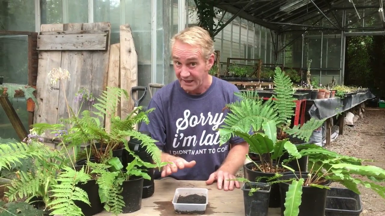 Как вырастить папоротники из спор, часть 1 @stinkyditchnursery750, сентябрь 2022 г.