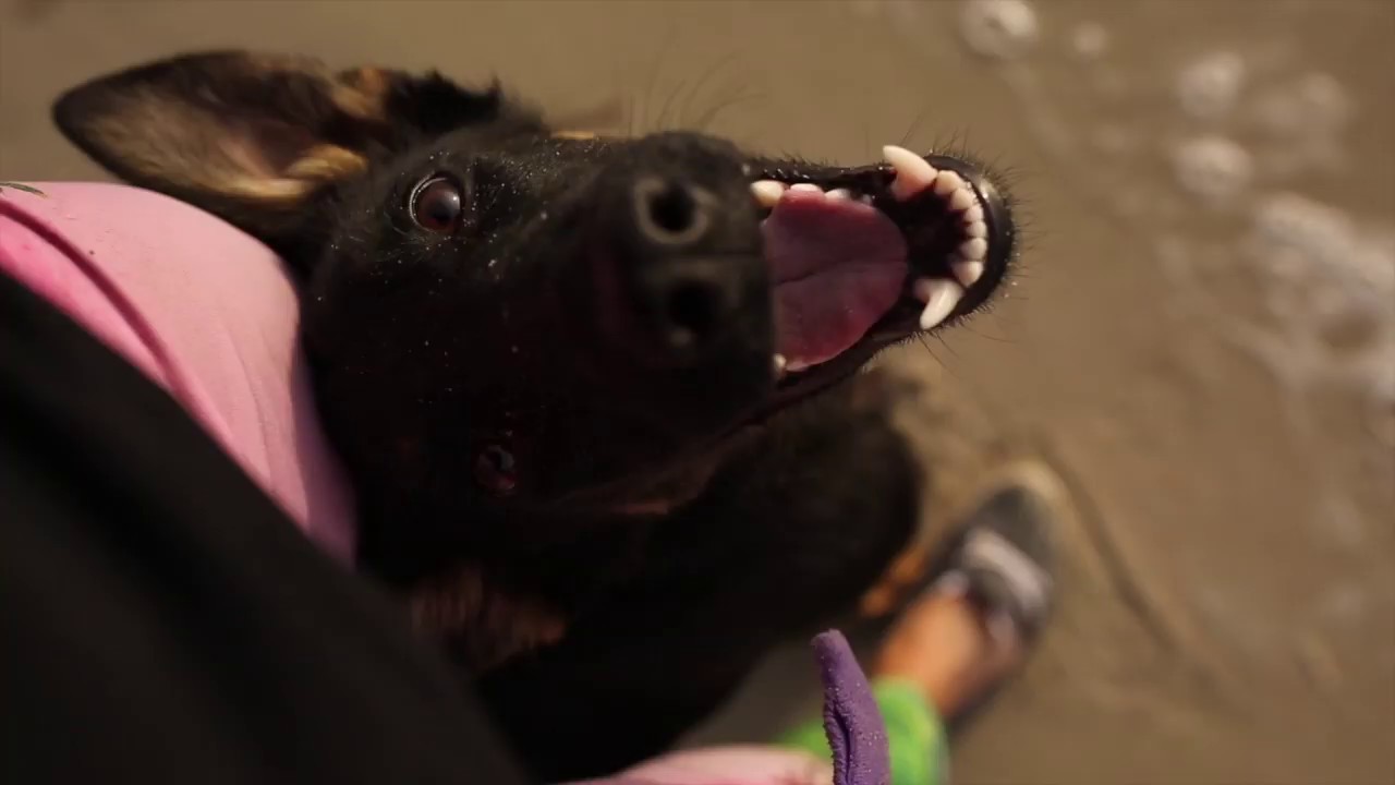 Sol - mix owczarka niemieckiego do adopcji!
