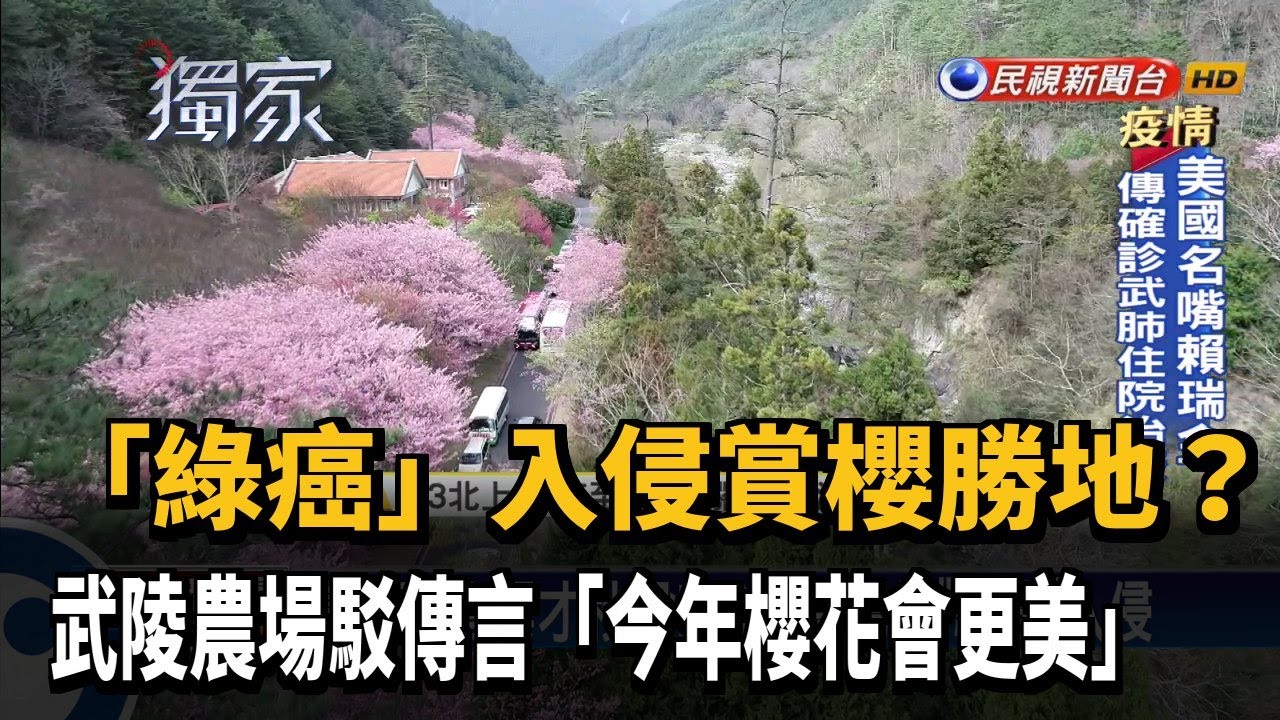 「綠癌」蔓延毀櫻花美景? 武陵農場駁:有清理－民視新聞