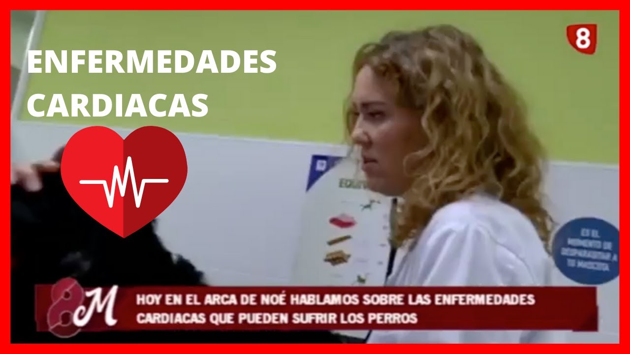 Enfermedades cardiacas en perros [Explicadas por la veterinaria]