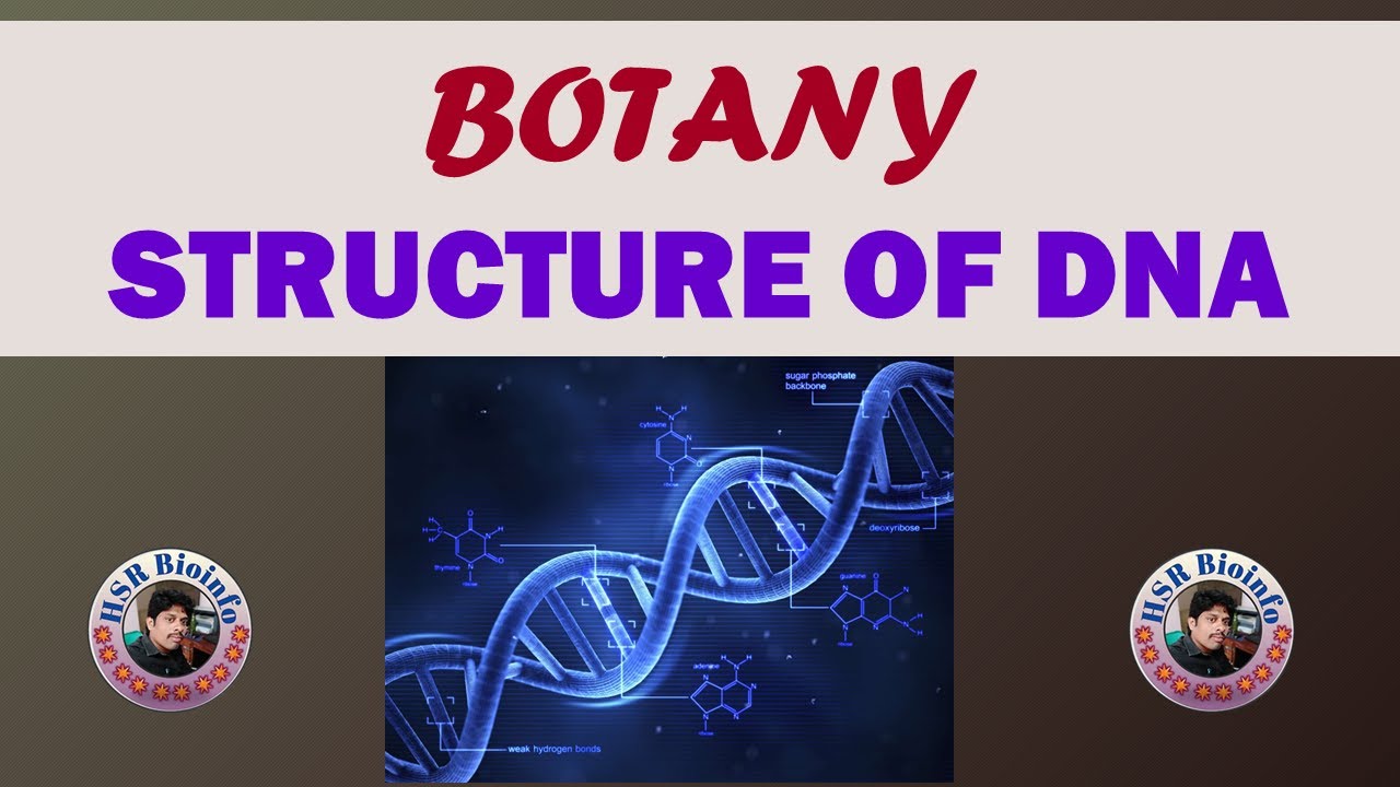 STRUCTURE OF DNA  | BOTANY-4TH SEMESTER-PAPER 2 | HSR BIOINFO