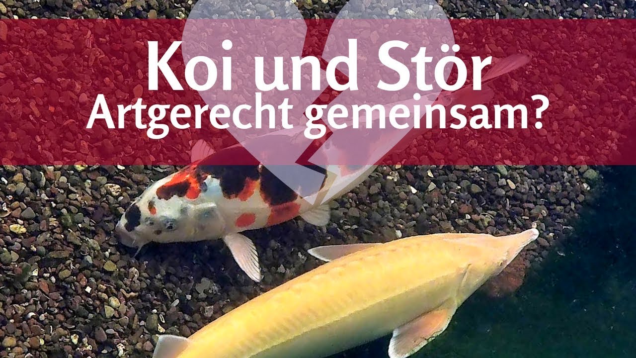 Koi und Stör: Vorsicht bei gemeinsamer Haltung im Teich!