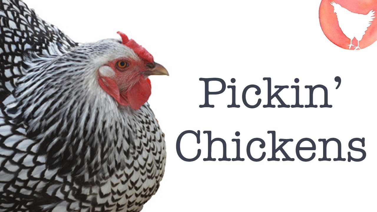 Choosing Chicken Breeds
