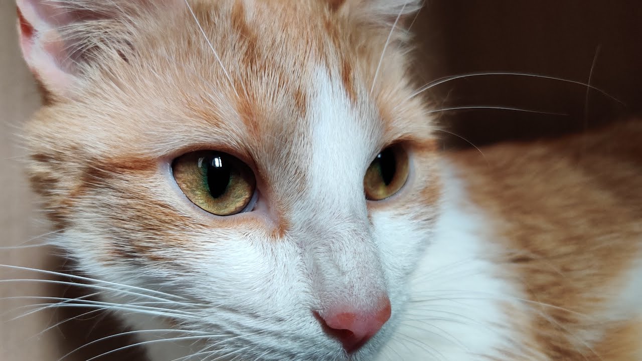 Новейшая мама-кошка... и котята. 2020-05-19