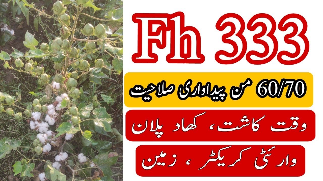 Fh 333 multi jene cotton vairty detail video   0300 6873062  #cotton #fh333 #humkissanhamrapakistan