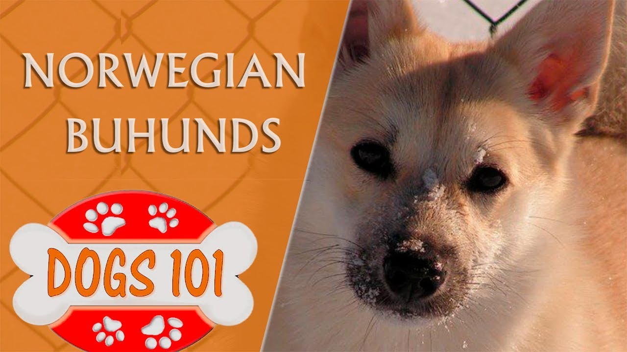 Dogs 101 -  Norwegian Buhunds - Top Dog Facts About the  Norwegian Buhunds