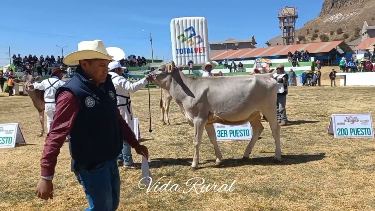 MELGAR 2024 BROWN SWISS