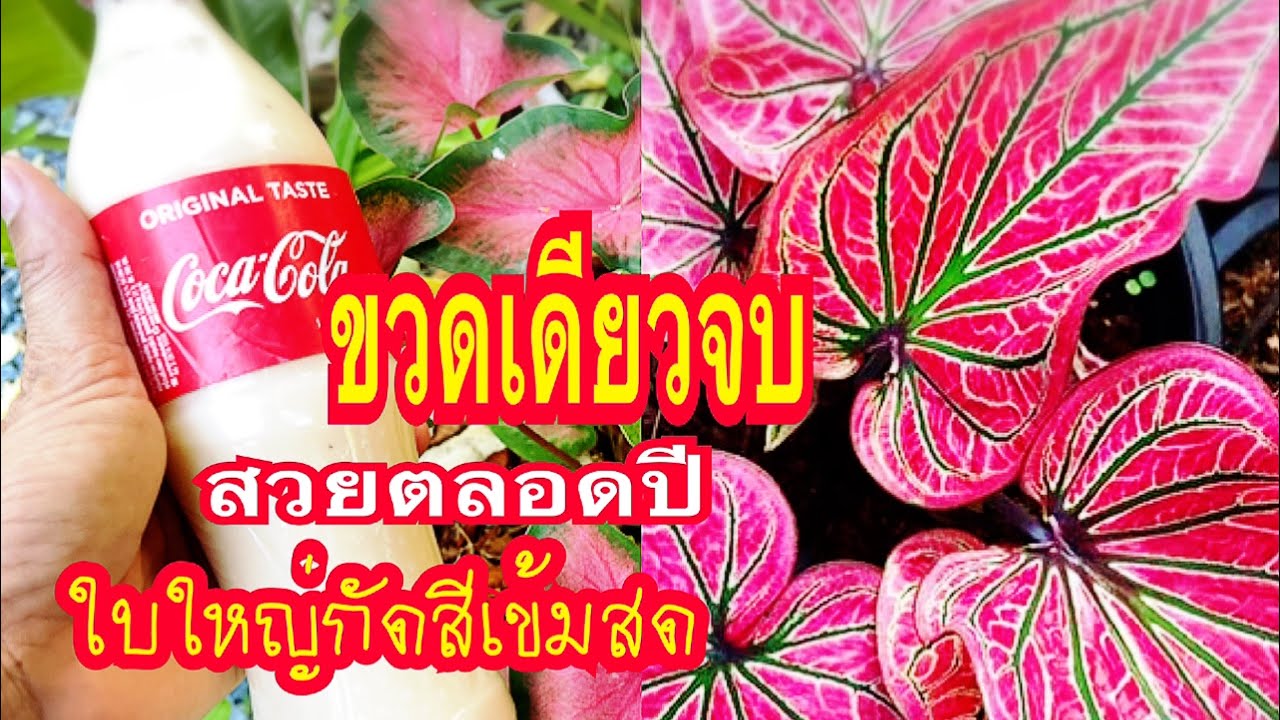 ตะลึง!!ขวดเดียวบอนสีสีเข้มสะใจงามแตกกอพุ่มสวยใบใหญ่ตลอดปีเทคนิคปลูกหน้าหนาวไล่แมลงครบแมลงแม่ก้อยพาทำ