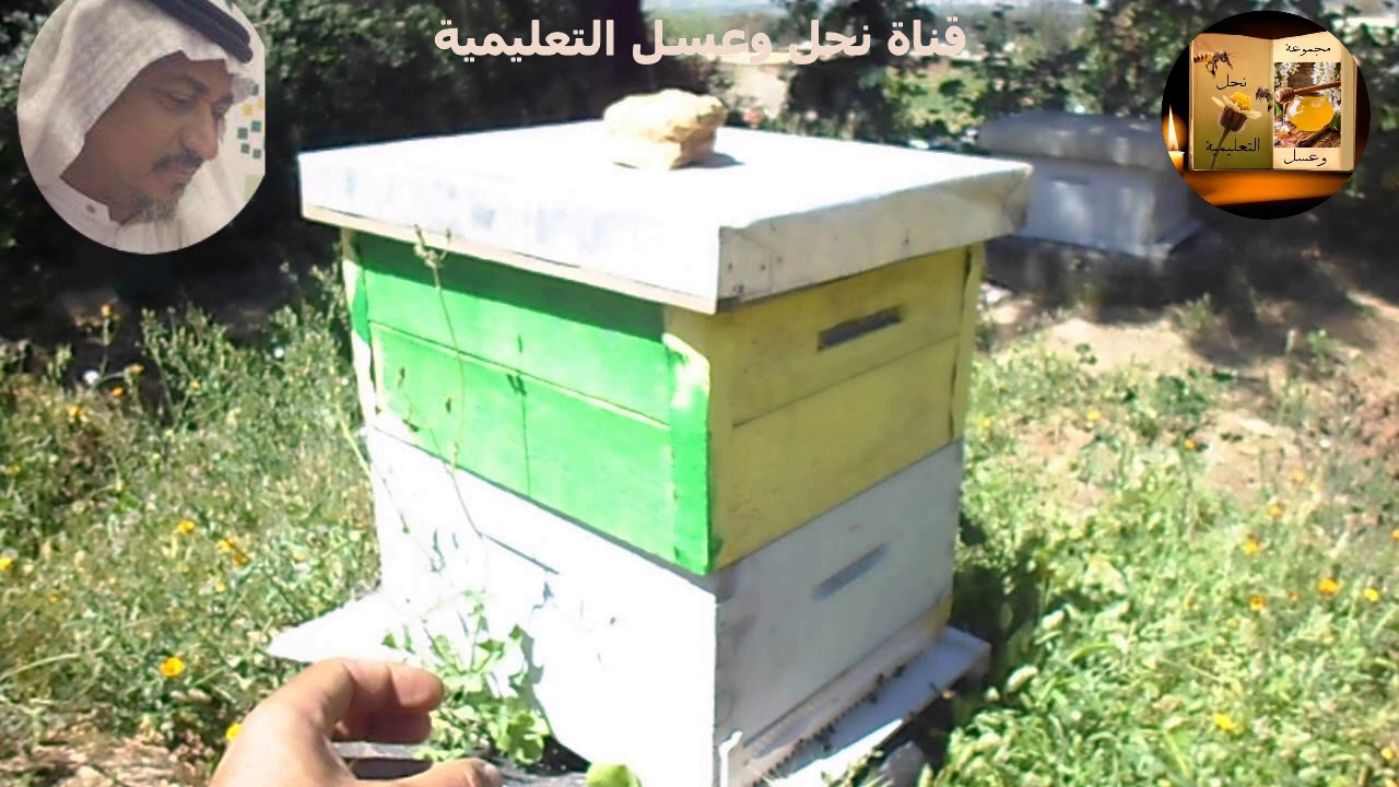 مواصفات مياه النحل وتأثيرها على انتاج العسل للاستاذ دكتور محمد عمر