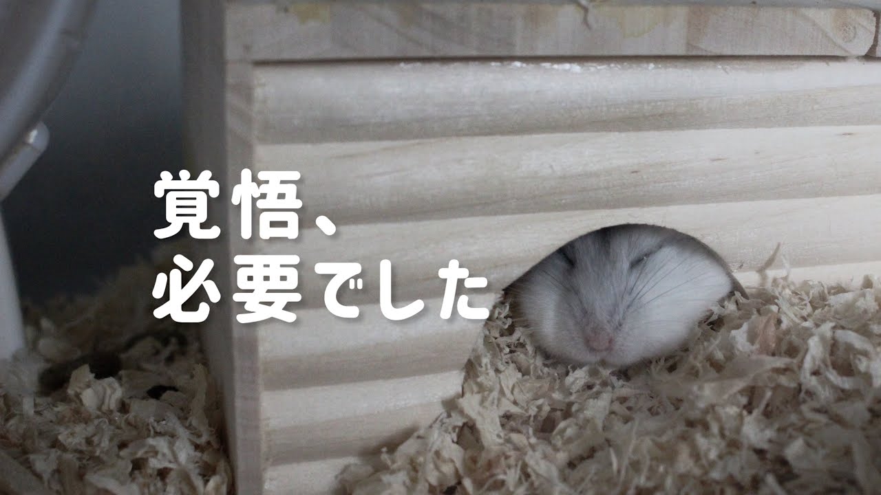 【実体験】ハムスターの妊娠と出産 | 4回の妊活で知った「覚悟」