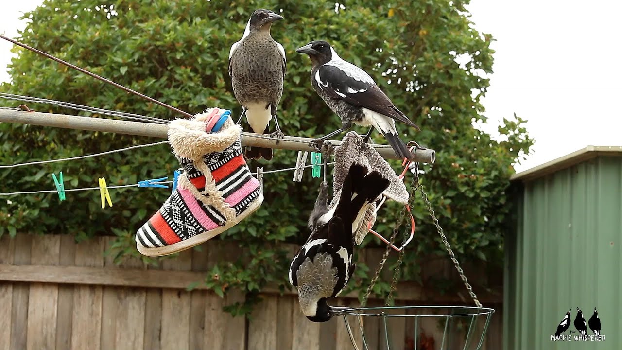 Magpies Showing Off Their Acrobatic Skills on the Clothesline!
